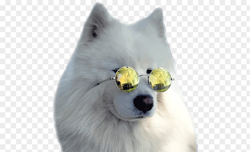 American Eskimo Dog Japanese Spitz Pomeranian Samoyed Breed PNG