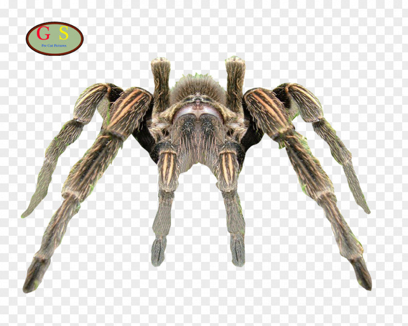 Spider Lycosa Tarantula Brazilian Whiteknee Arthropod PNG