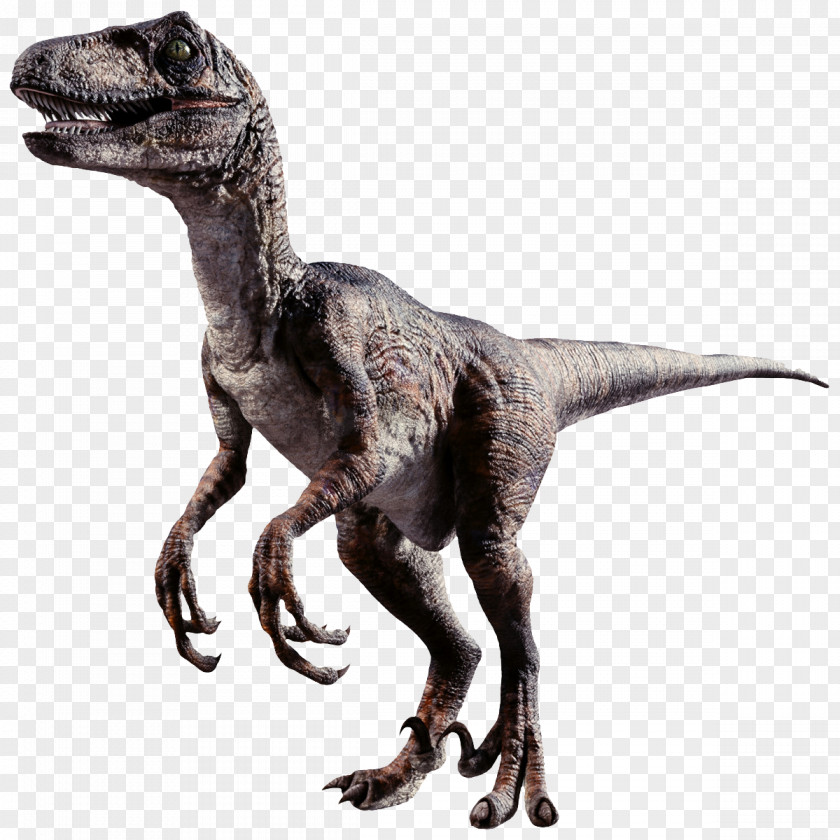 Two Legged Dinosaur Combat Of Giants: Dinosaurs 3D Velociraptor Tyrannosaurus Dromaeosaurus PNG