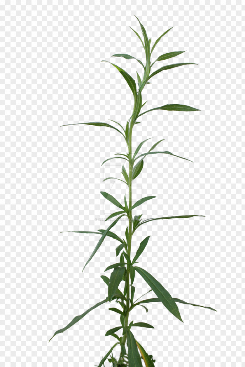 Weed Cannabis Sativa Leaf Bud Plant Stem PNG