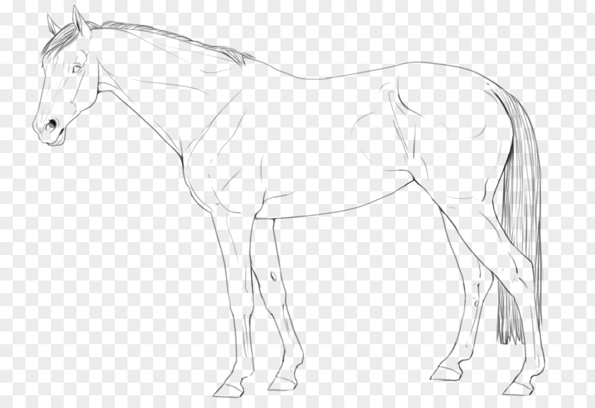 Arabian Horse Line Art American Quarter Pony Stallion PNG