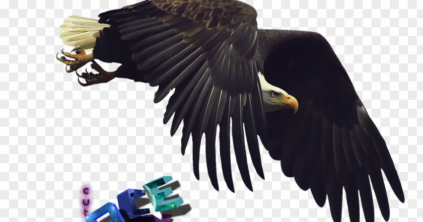 Bird Bald Eagle Flight Desktop Wallpaper PNG