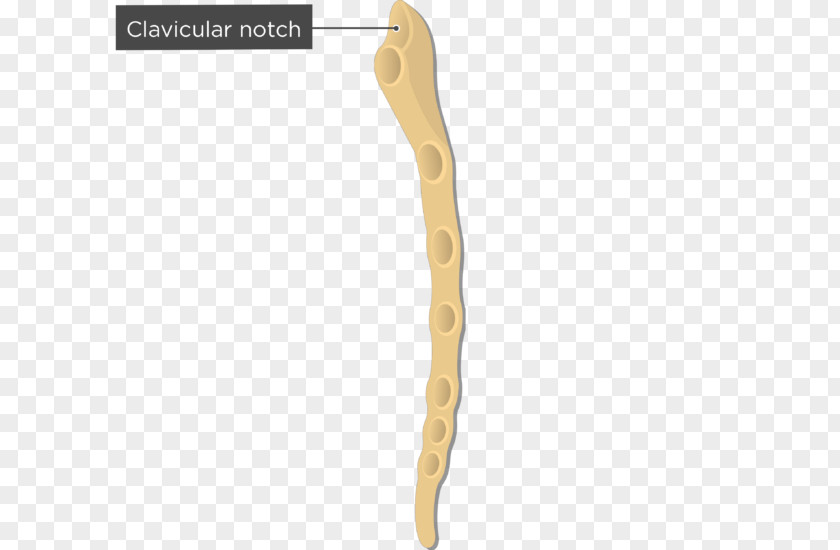Bone Foot Anatomy Sternum Clavicle Suprasternal Notch Human Body PNG