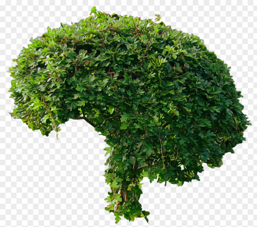 Bush Image Tree Shrub DeviantArt Weeping Fig PNG