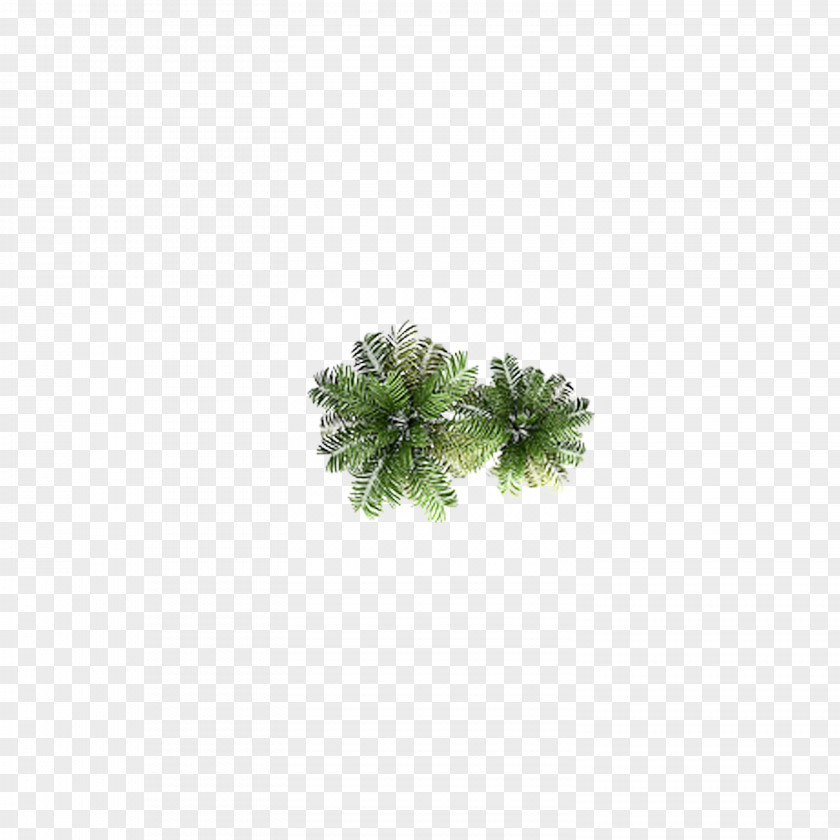 Coconut Tree Top PNG