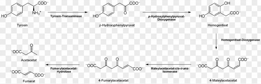 Degrade Tyrosine Citric Acid Cycle Thyroxine Proteinogenic Amino 3-O-Methyldopa PNG