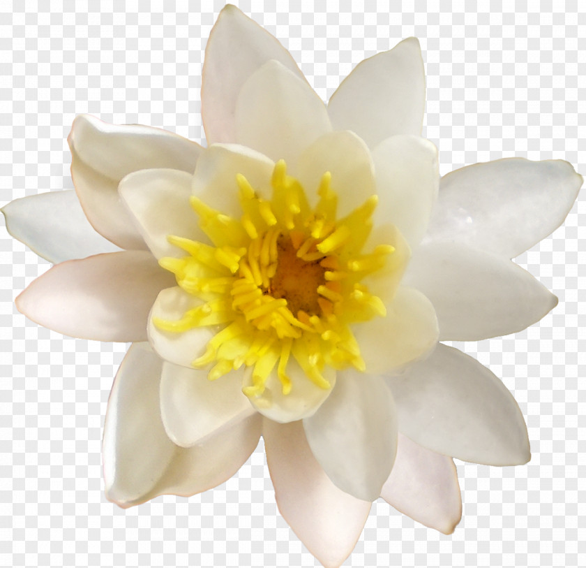 Design Petal White Designer PNG