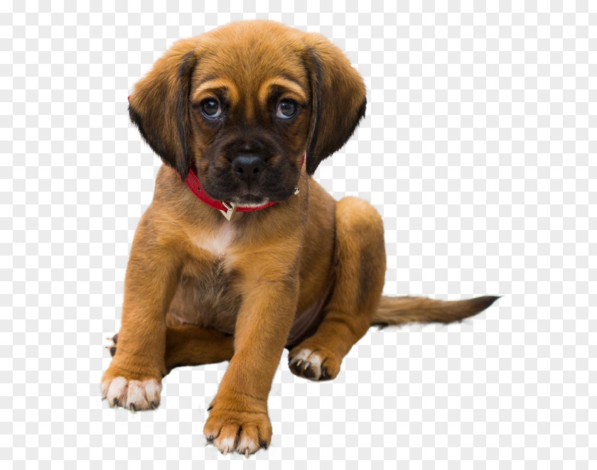 Play Firecracker Puppy Dog Pet Veterinarian Cat PNG
