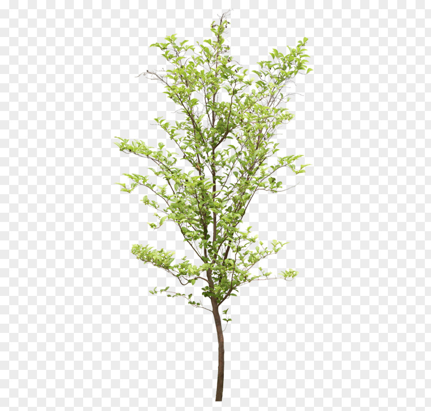 Populus Nigra Tree Structure PNG