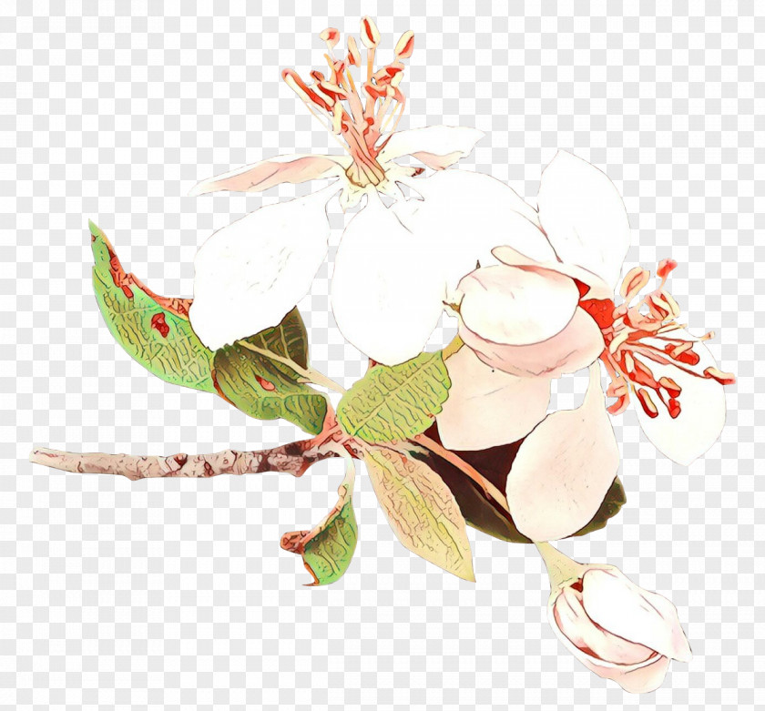 Twig Blossom Flower Plant Leaf PNG