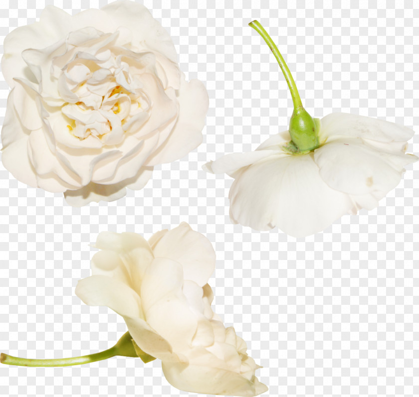 White Roses Garden Flower Clip Art PNG