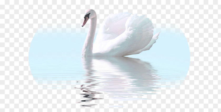 White Swan Cygnini Felidae Bird Clip Art PNG