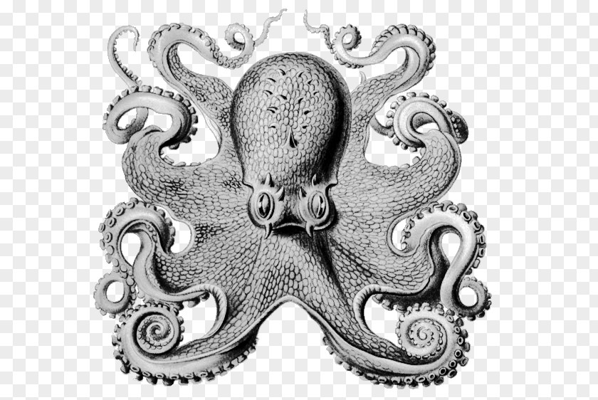 Book Other Minds: The Octopus And Evolution Of Intelligent Life Philosopher Science PNG