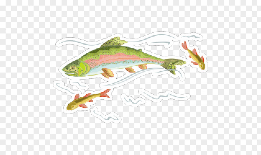 Fish Rainbow Trout Salmon PNG