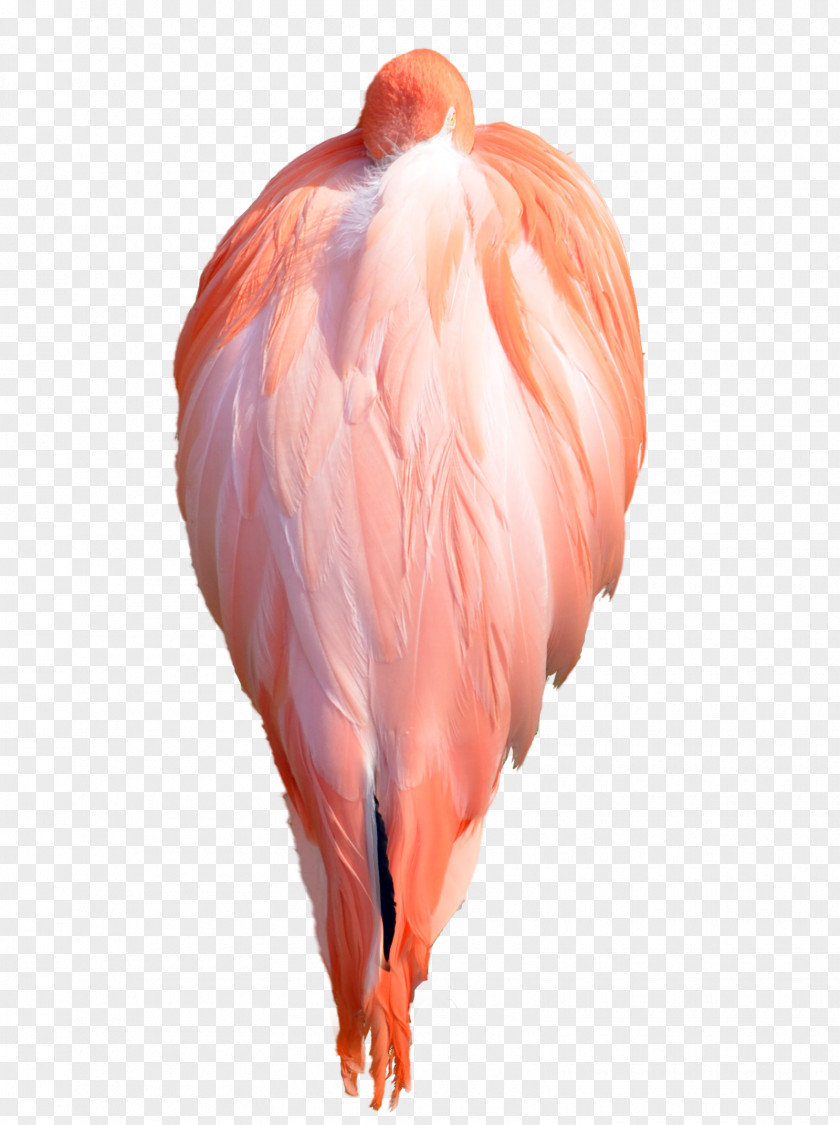 Flamingo Water Bird Wing Feather PNG