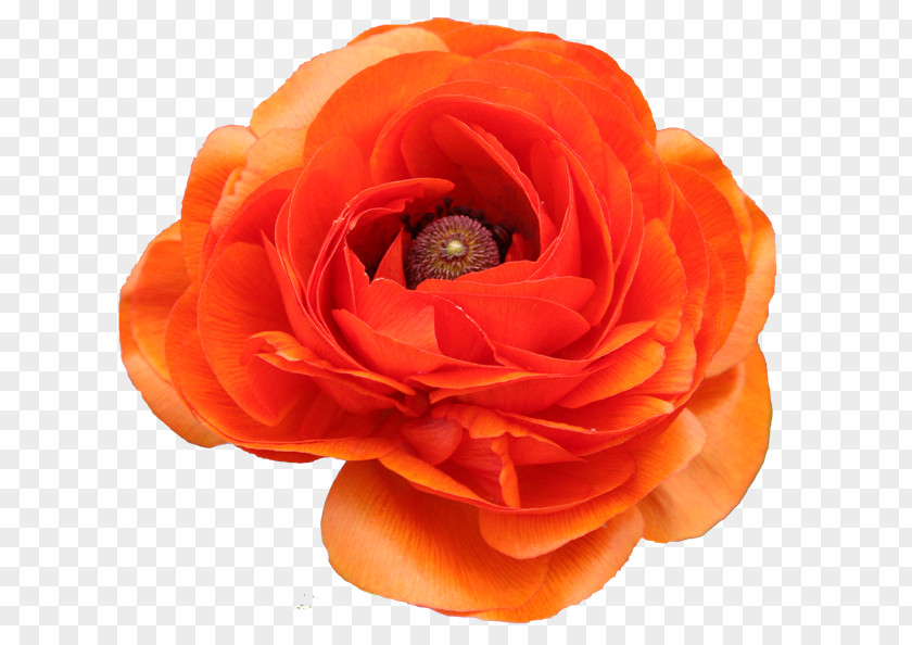Flower Garden Roses PaintShop Pro PhotoFiltre PNG