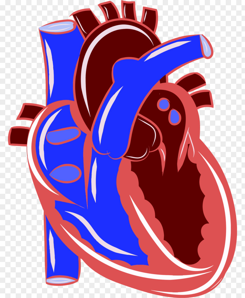 Ilustration Heart Cardiovascular Disease Circulatory System Health Clip Art PNG
