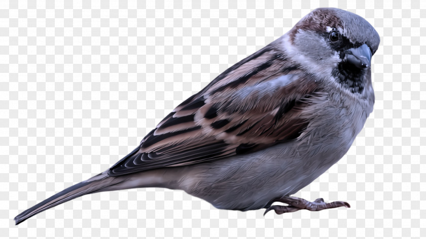 Pine Siskin Finch Bird Beak Sparrow Perching House PNG