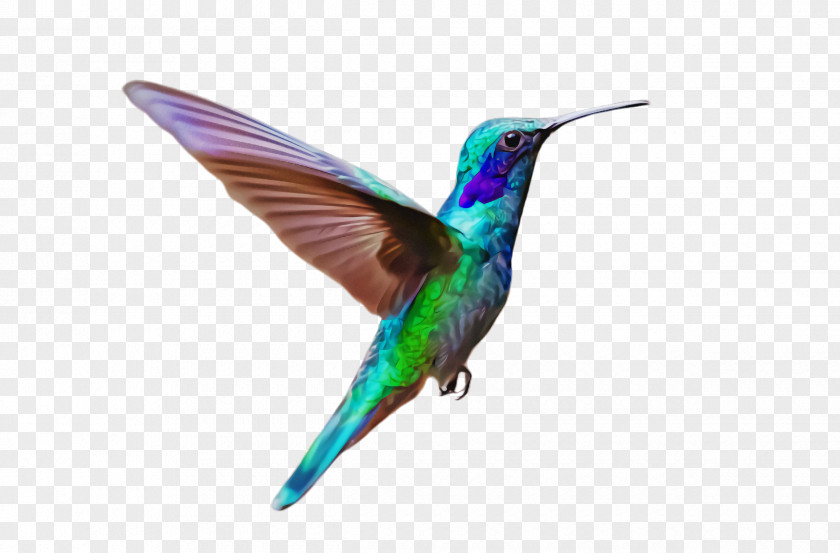 Rufous Hummingbird Turquoise PNG