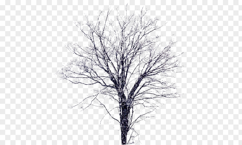 Winter Snow Tree PNG snow tree clipart PNG