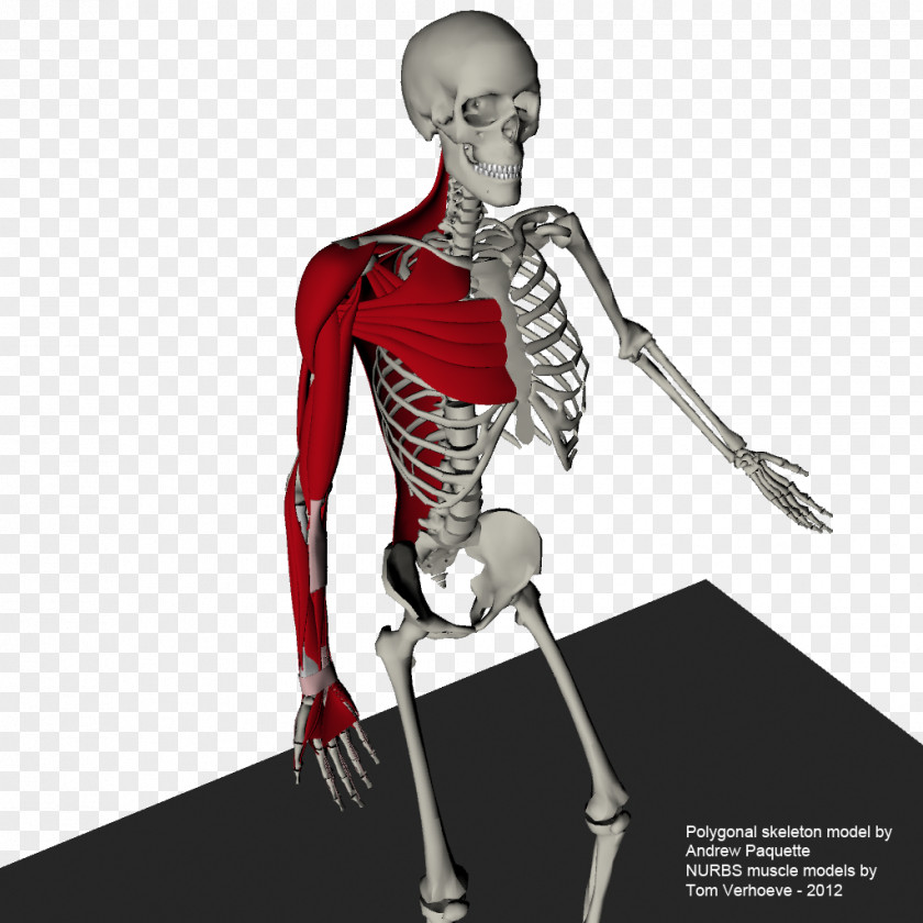 Anatomy Muscle Shoulder Skeleton Mannequin Arm PNG