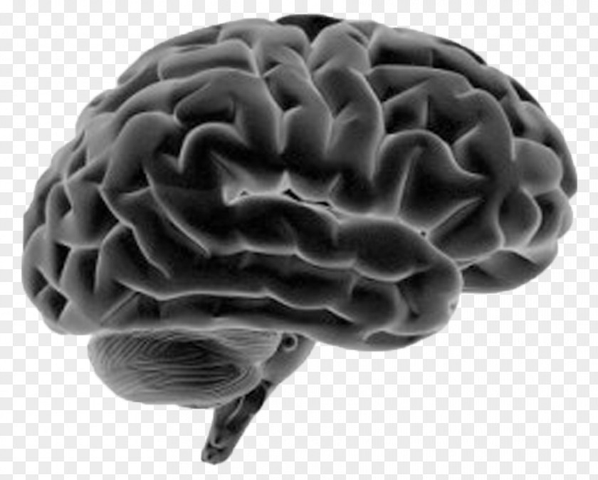 Brain Human Body Nervous System Anatomy PNG