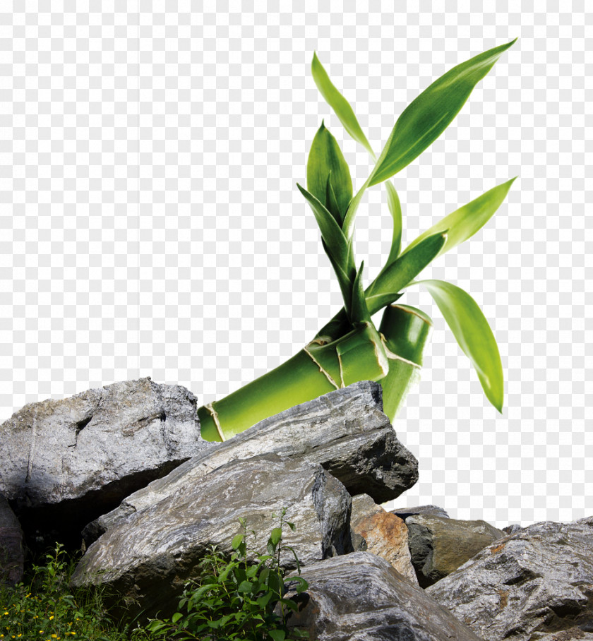 Green Leaves Next To Stone Rock Clip Art PNG