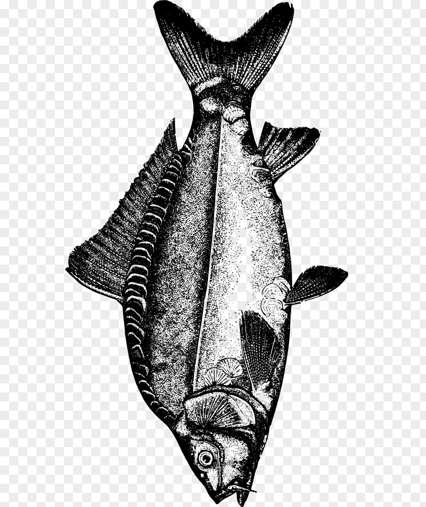 Mirror Carp Common Drawing Clip Art PNG