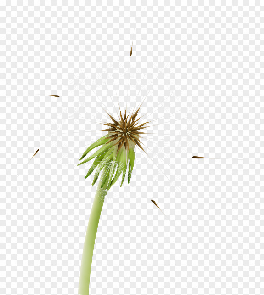 Sedge Family Grass Dandelion Flower Plant PNG