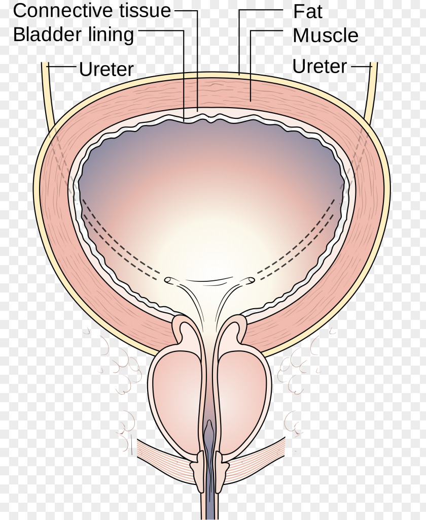 Sits Urinary Incontinence Bladder Urination Pelvic Floor Overactive PNG