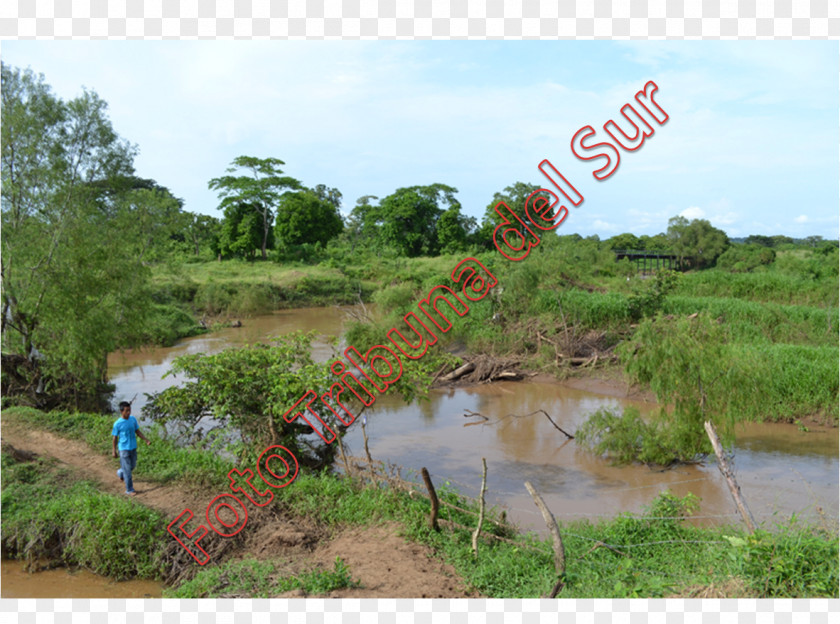 Bank Nature Reserve Water Resources Vegetation Shrubland Riparian Zone PNG