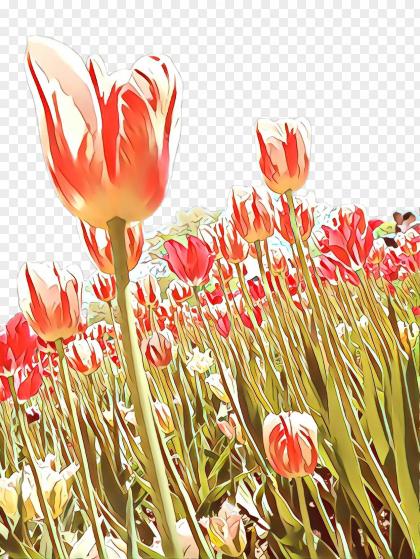 Grass Botany Tulip Flower PNG