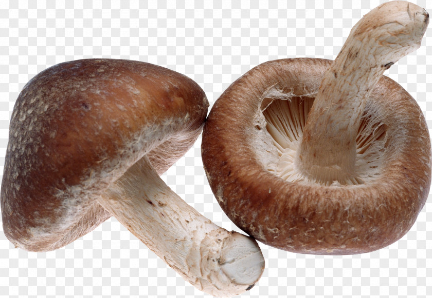 Mushroom Shiitake Food Appetite Fungus PNG