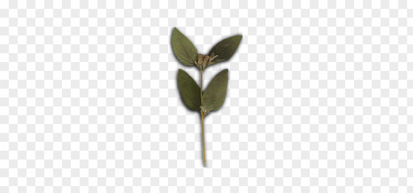 Salvia Flower Leaf Plant Stem Branching PNG