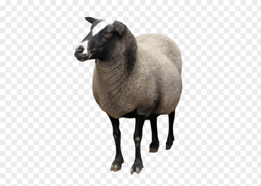 Sheep Goat Clip Art PNG