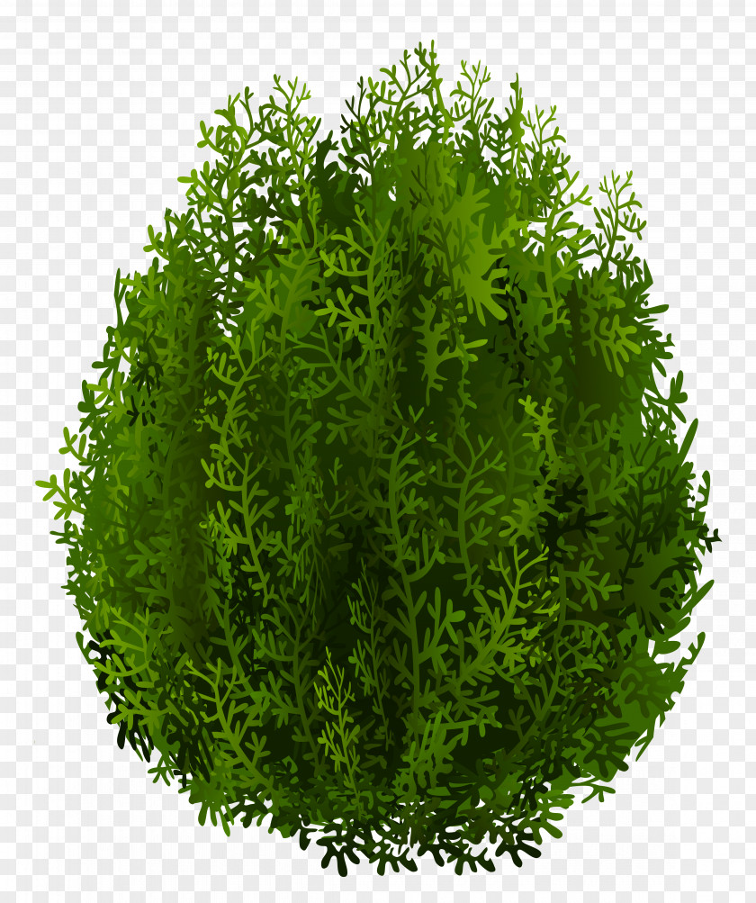 Cypress Clipart Image Cupressus Tree Clip Art PNG