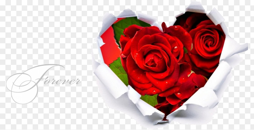 Heart Rose Love Valentine's Day Romance PNG
