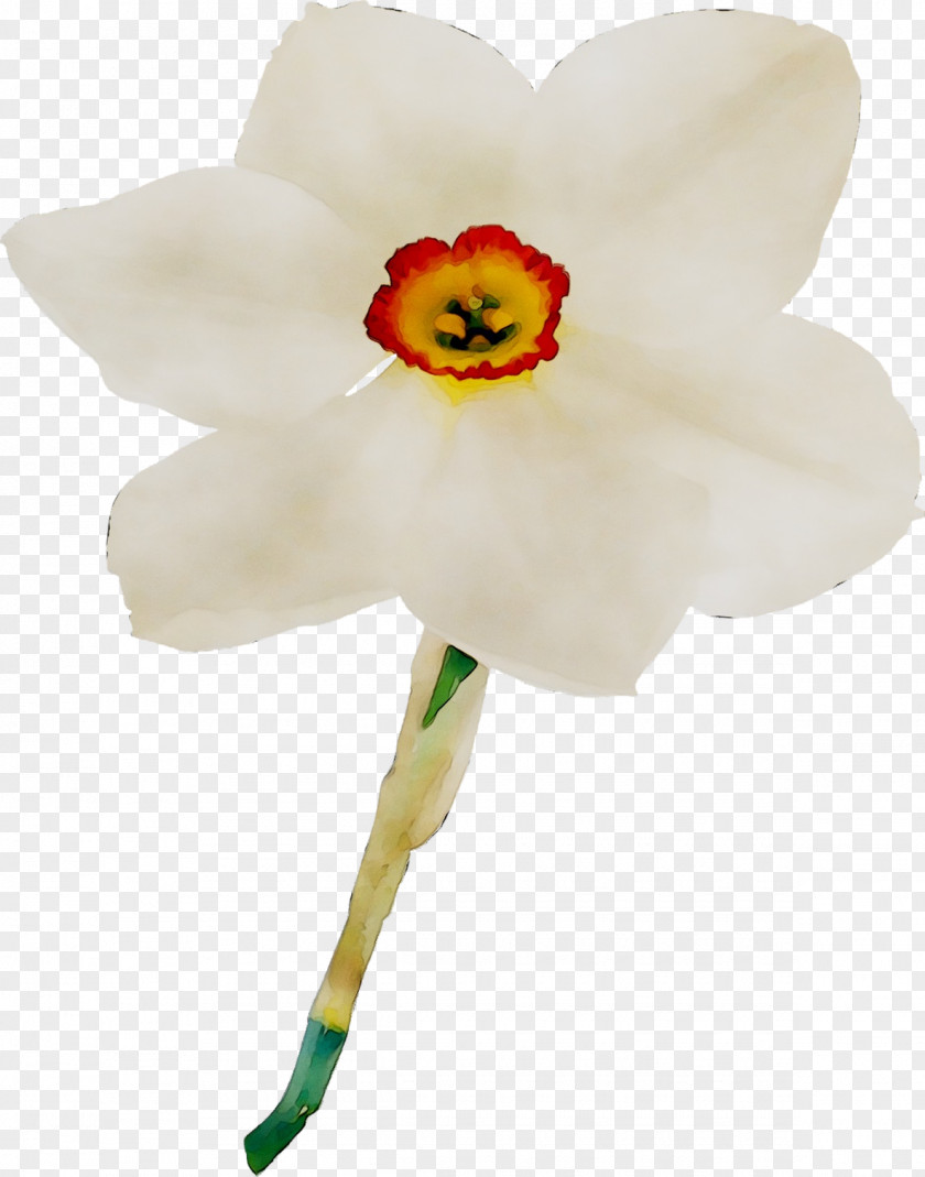 Moth Orchids Cut Flowers Plant Stem Narcissus PNG