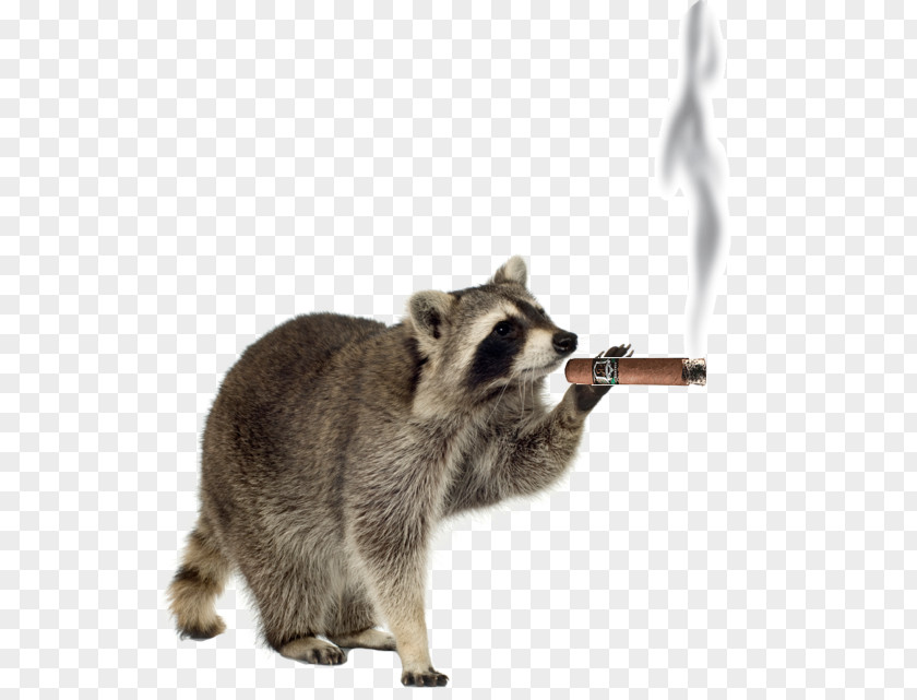 Raccoon Pest Control PNG