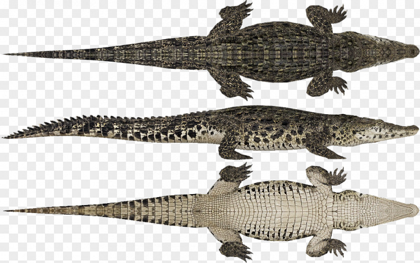 Zoo Tycoon 2 Nile Crocodile American Alligator Yacare Caiman Broad-snouted PNG