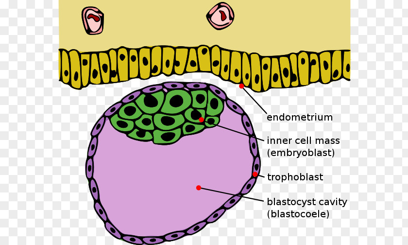 Embryo Development Blastocyst Inner Cell Mass Morula Trophoblast PNG