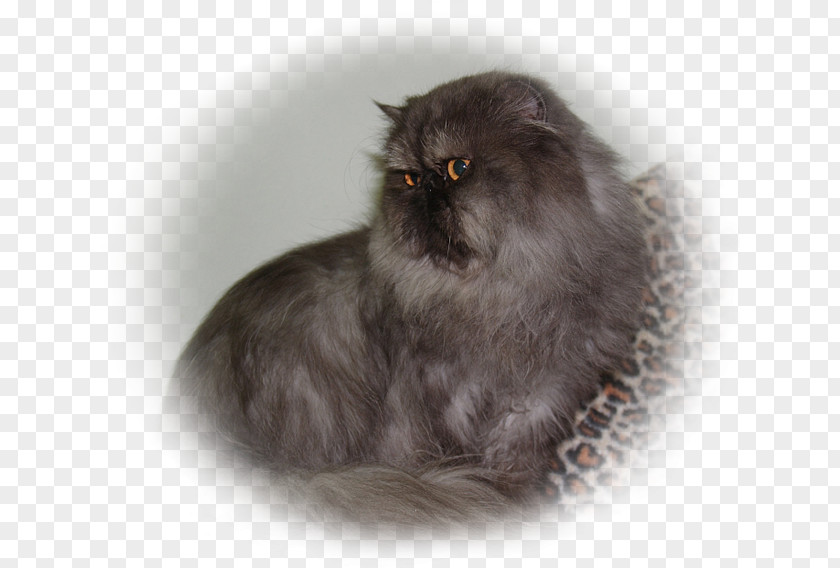 Exotic Shorthair Persian Cat Asian Semi-longhair Domestic Long-haired British Fur PNG