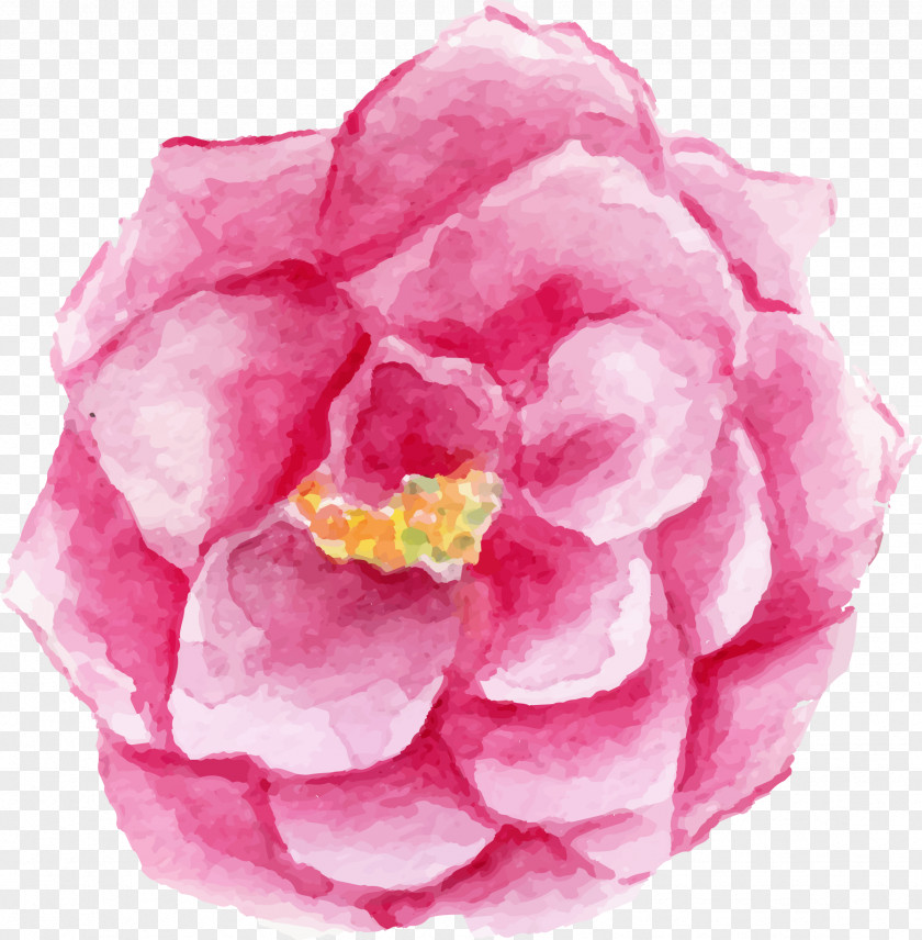 Flower Garden Roses Cut Flowers Cabbage Rose Floribunda PNG
