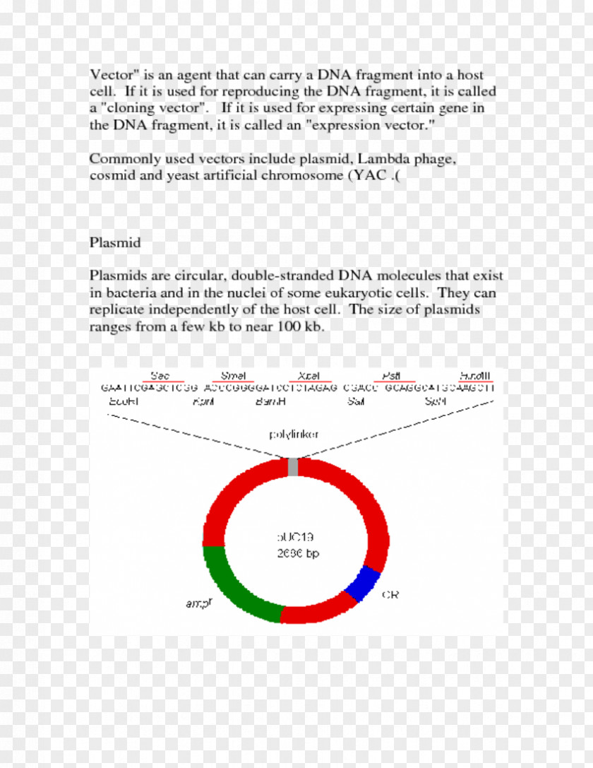 Line Angle Document Brand PNG