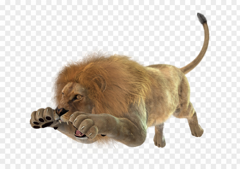 Lion White Leopard Cougar Stock Photography PNG