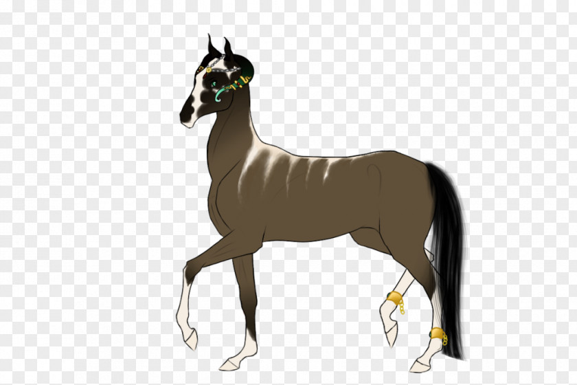 Mustang Foal Mare Stallion Mane PNG