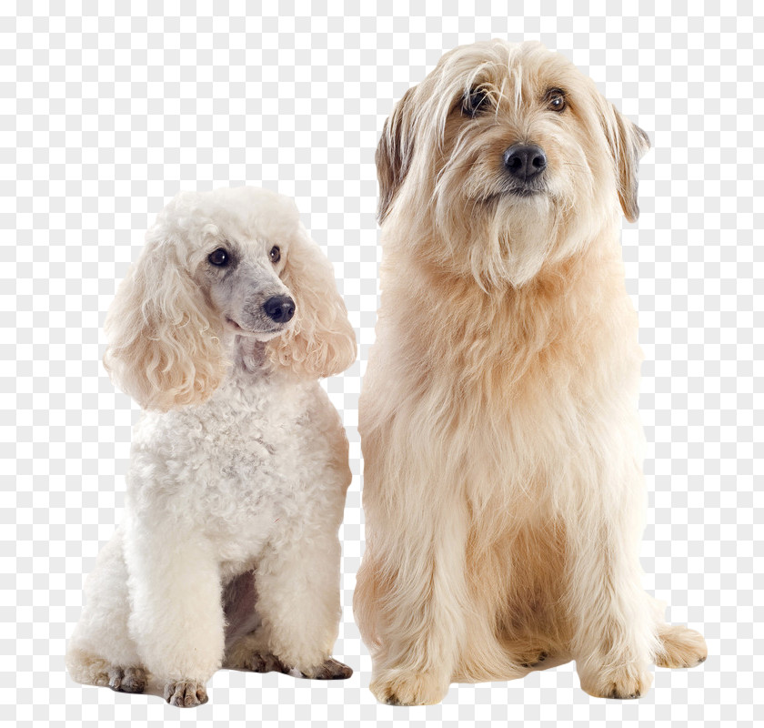 Poodle Dog Pyrenean Shepherd Great Pyrenees German Shetland Sheepdog PNG