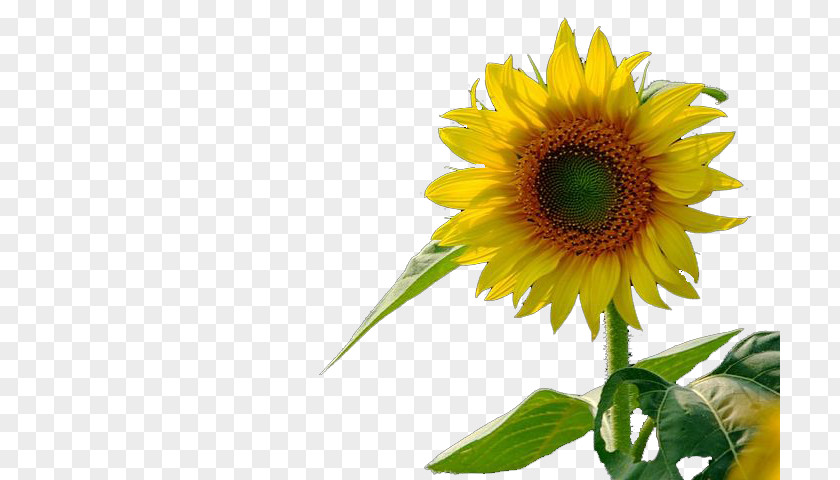 Sunflower Petal Computer Wallpaper PNG