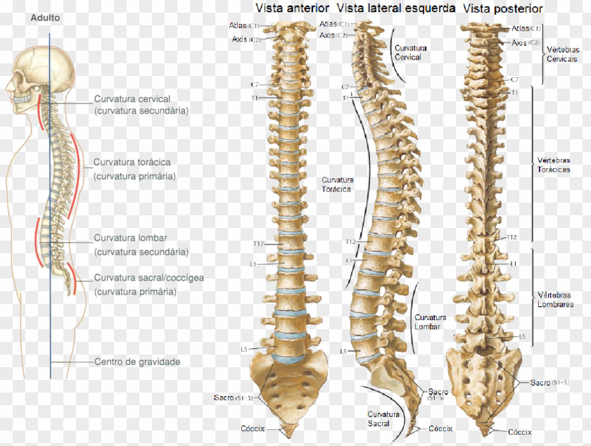 Vertebral Column Bone Sacrum Anatomy PNG