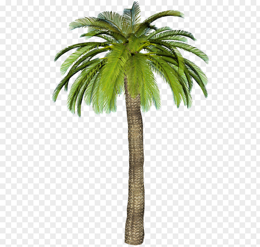 Arbuste Palm Trees Image Centerblog PNG